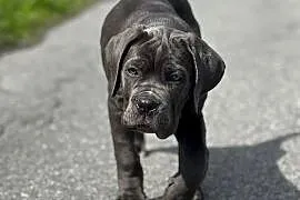 Piękna, szara suczka Cane Corso ZKwP/FCI