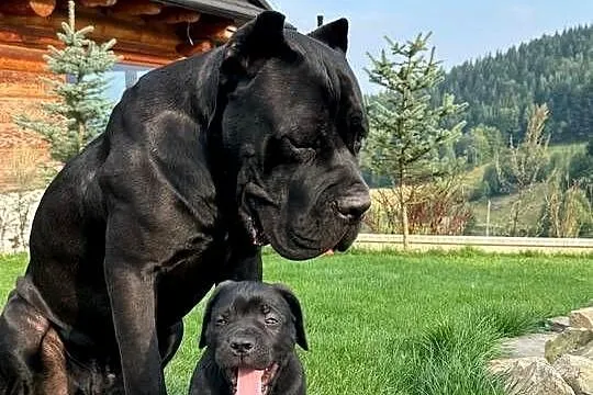 Piękna, szara suczka Cane Corso ZKwP/FCI, Lubelskie, Lublin