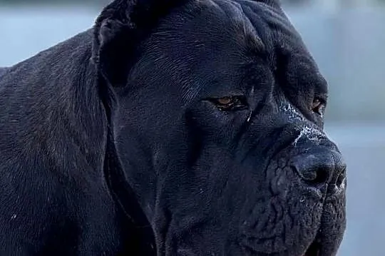 Piękna, szara suczka Cane Corso ZKwP/FCI, Lubelskie, Lublin