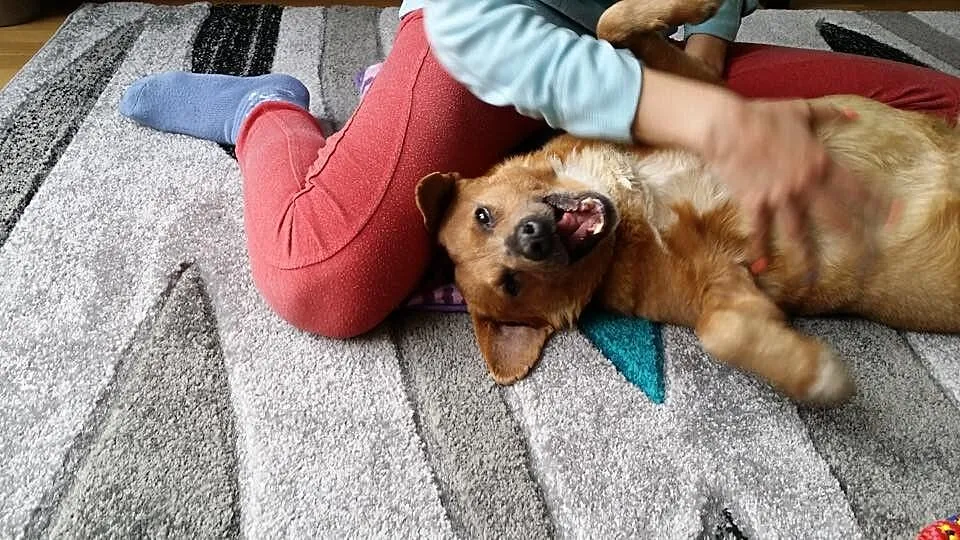 Mopek - piękny biszkopcik szuka domku :) Do adopcj
