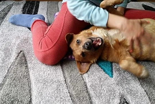 Mopek - piękny biszkopcik szuka domku :) Do adopcj