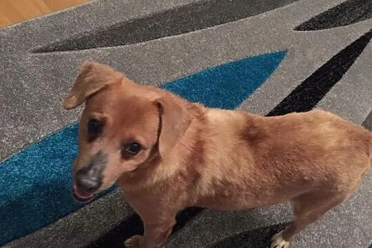 Mopek - piękny biszkopcik szuka domku :) Do adopcj
