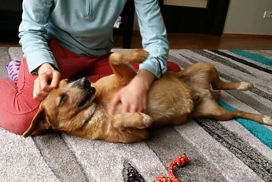 Mopek - piękny biszkopcik szuka domku :) Do adopcj