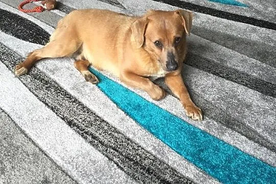 Mopek - piękny biszkopcik szuka domku :) Do adopcj