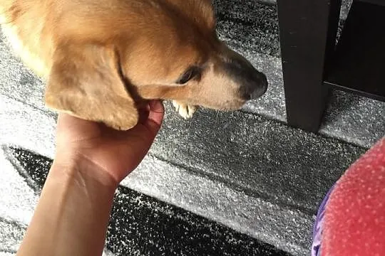Mopek - piękny biszkopcik szuka domku :) Do adopcj