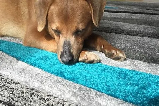 Mopek - piękny biszkopcik szuka domku :) Do adopcj