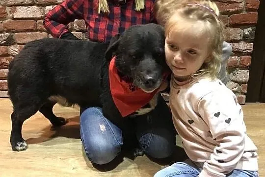 Wesoły Tayson do adopcji, Mazowieckie, Warszawa