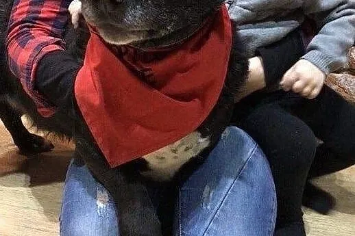 Wesoły Tayson do adopcji, Mazowieckie, Warszawa