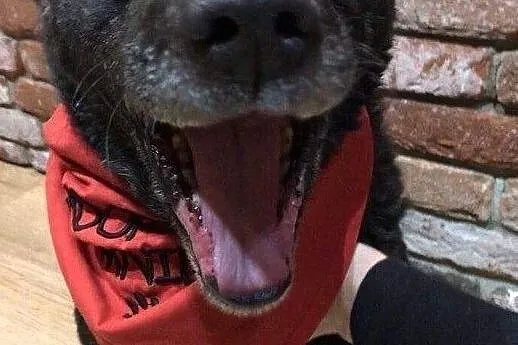 Wesoły Tayson do adopcji, Mazowieckie, Warszawa