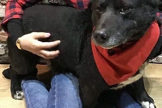 Wesoły Tayson do adopcji, Mazowieckie, Warszawa