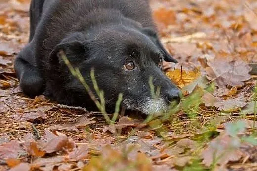 Ringo - najzwyklejszy na świecie, czarny kundelek 