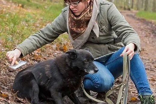 Ringo - najzwyklejszy na świecie, czarny kundelek 