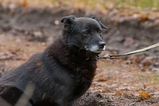 Ringo - najzwyklejszy na świecie, czarny kundelek 