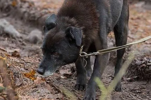 Ringo - najzwyklejszy na świecie, czarny kundelek 