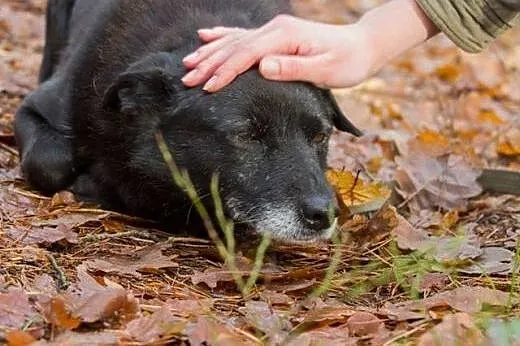Ringo - najzwyklejszy na świecie, czarny kundelek 