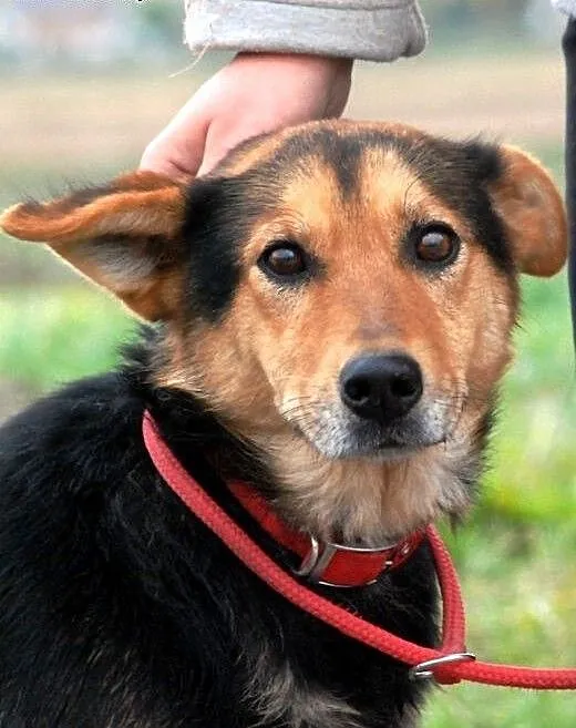 Rossi młodziutka, wesoła, przyjazna suczka ADOPCJA