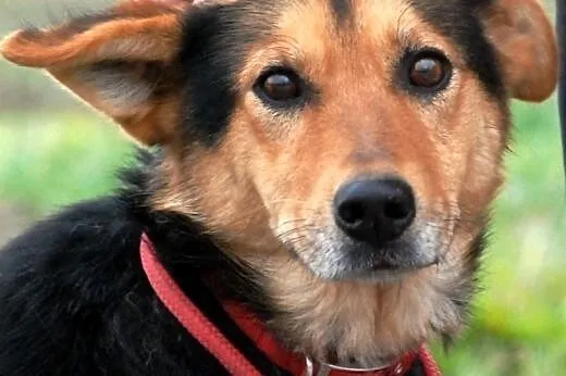 Rossi młodziutka, wesoła, przyjazna suczka ADOPCJA