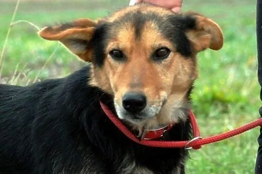 Rossi młodziutka, wesoła, przyjazna suczka ADOPCJA