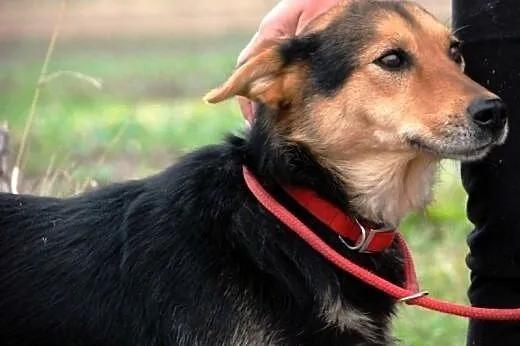 Rossi młodziutka, wesoła, przyjazna suczka ADOPCJA