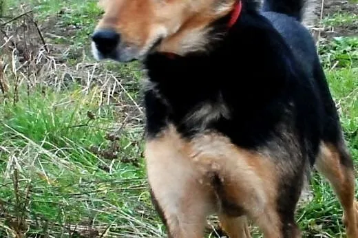 Rossi młodziutka, wesoła, przyjazna suczka ADOPCJA