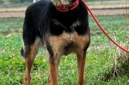 Rossi młodziutka, wesoła, przyjazna suczka ADOPCJA