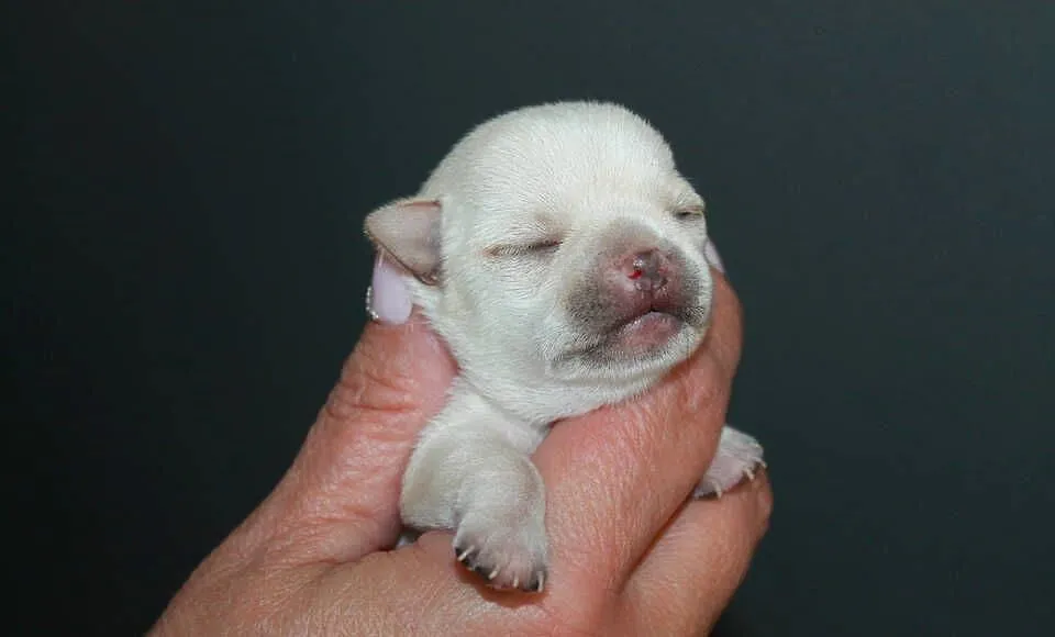 Chihuahua krótkowłosa dziewczynka ZKwP FCI, Zachodniopomorskie, Świnoujście