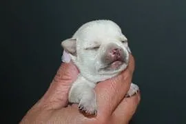 Chihuahua krótkowłosa dziewczynka ZKwP FCI