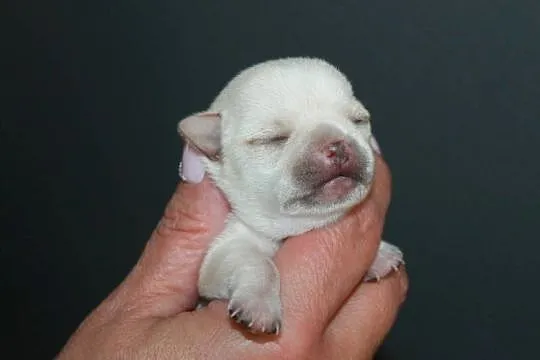 Chihuahua krótkowłosa dziewczynka ZKwP FCI, Zachodniopomorskie, Świnoujście