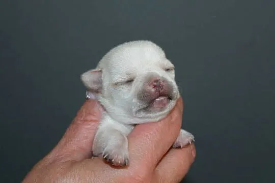 Chihuahua krótkowłosa dziewczynka ZKwP FCI, Zachodniopomorskie, Świnoujście