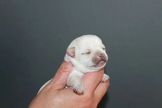 Chihuahua krótkowłosa dziewczynka ZKwP FCI, Zachodniopomorskie, Świnoujście