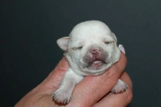 Chihuahua krótkowłosa dziewczynka ZKwP FCI, Zachodniopomorskie, Świnoujście