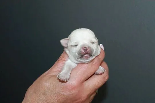 Chihuahua krótkowłosa dziewczynka ZKwP FCI, Zachodniopomorskie, Świnoujście