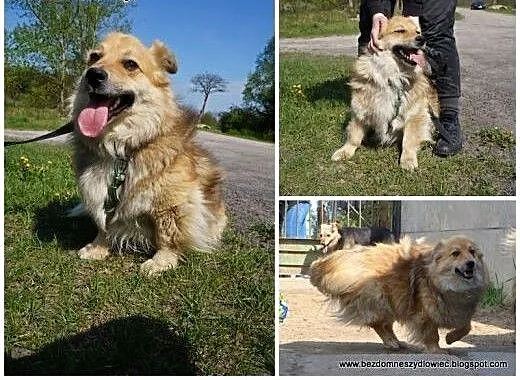 Lisek-niewielki puszysty psiak, małopolskie Krakó