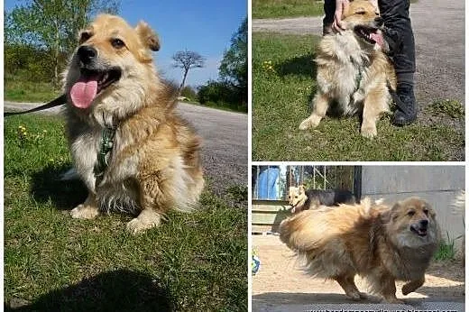 Lisek-niewielki puszysty psiak,  małopolskie Krakó