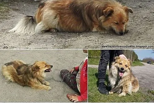 Lisek-niewielki puszysty psiak,  małopolskie Krakó