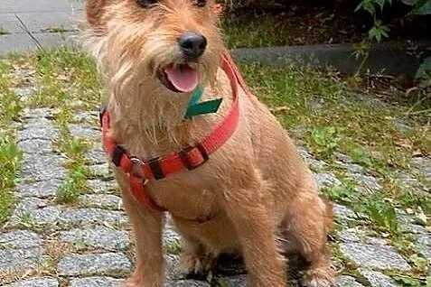 Sabinka ślicznotka szuka domu na zawsze  ,  mazowi