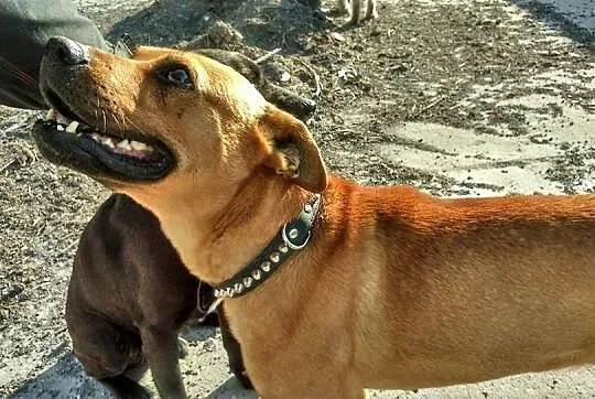 Sunia w typie Stafforda szuka DOMU
