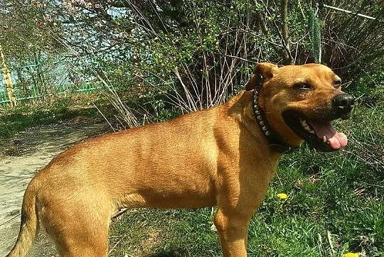 Sunia w typie Stafforda szuka DOMU