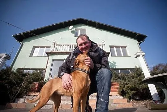 Sunia w typie Stafforda szuka DOMU