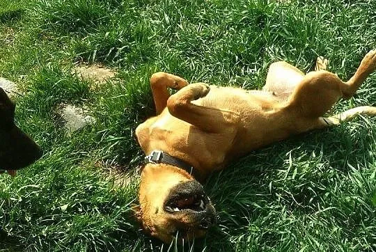 Sunia w typie Stafforda szuka DOMU