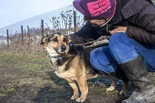 Blokowy łagodny Polduś czeka na dom ADOPCJA ŁTOnZ