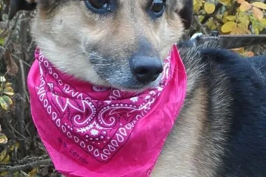 Blokowy łagodny Polduś czeka na dom ADOPCJA ŁTOnZ