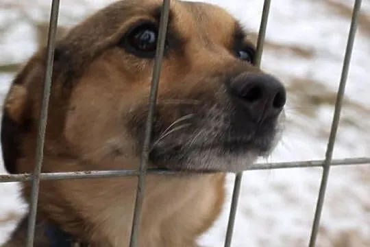 Blokowy łagodny Polduś czeka na dom ADOPCJA ŁTOnZ