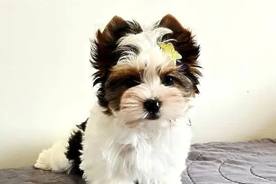Śliczny maluszek piesek BIEWER Yorkshire Terrier Do odbioru Yorki