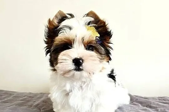 Śliczny maluszek piesek BIEWER Yorkshire Terrier Do odbioru Yorki, Śląskie, Orzesze