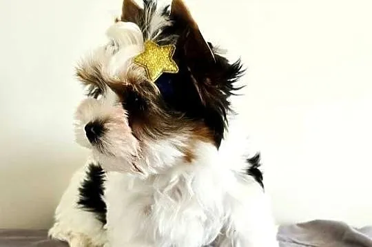 Śliczny maluszek piesek BIEWER Yorkshire Terrier Do odbioru Yorki, Śląskie, Orzesze