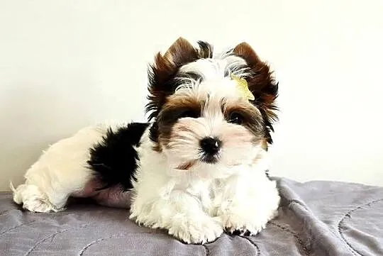 Śliczny maluszek piesek BIEWER Yorkshire Terrier Do odbioru Yorki, Śląskie, Orzesze