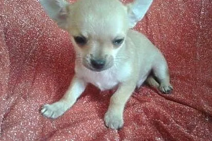 Chihuahua - mini szczeniaczek,  śląskie Częstochow