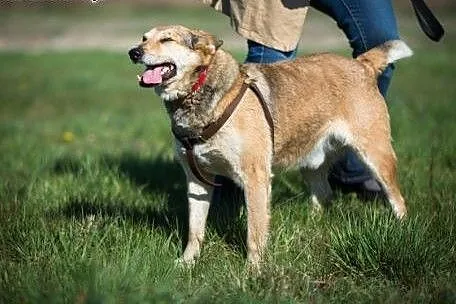 KAJTEK - pies na medal do adopcji!,  wielkopolskie