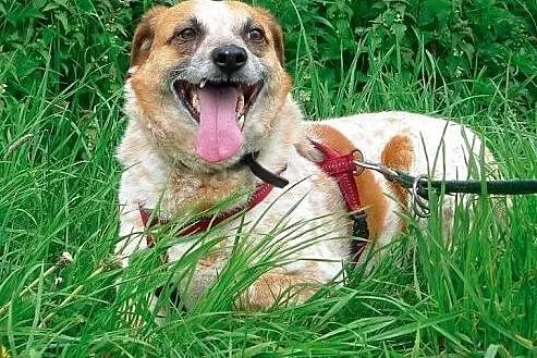 Bianka - śliczna biało ruda piękność do adopcji,  